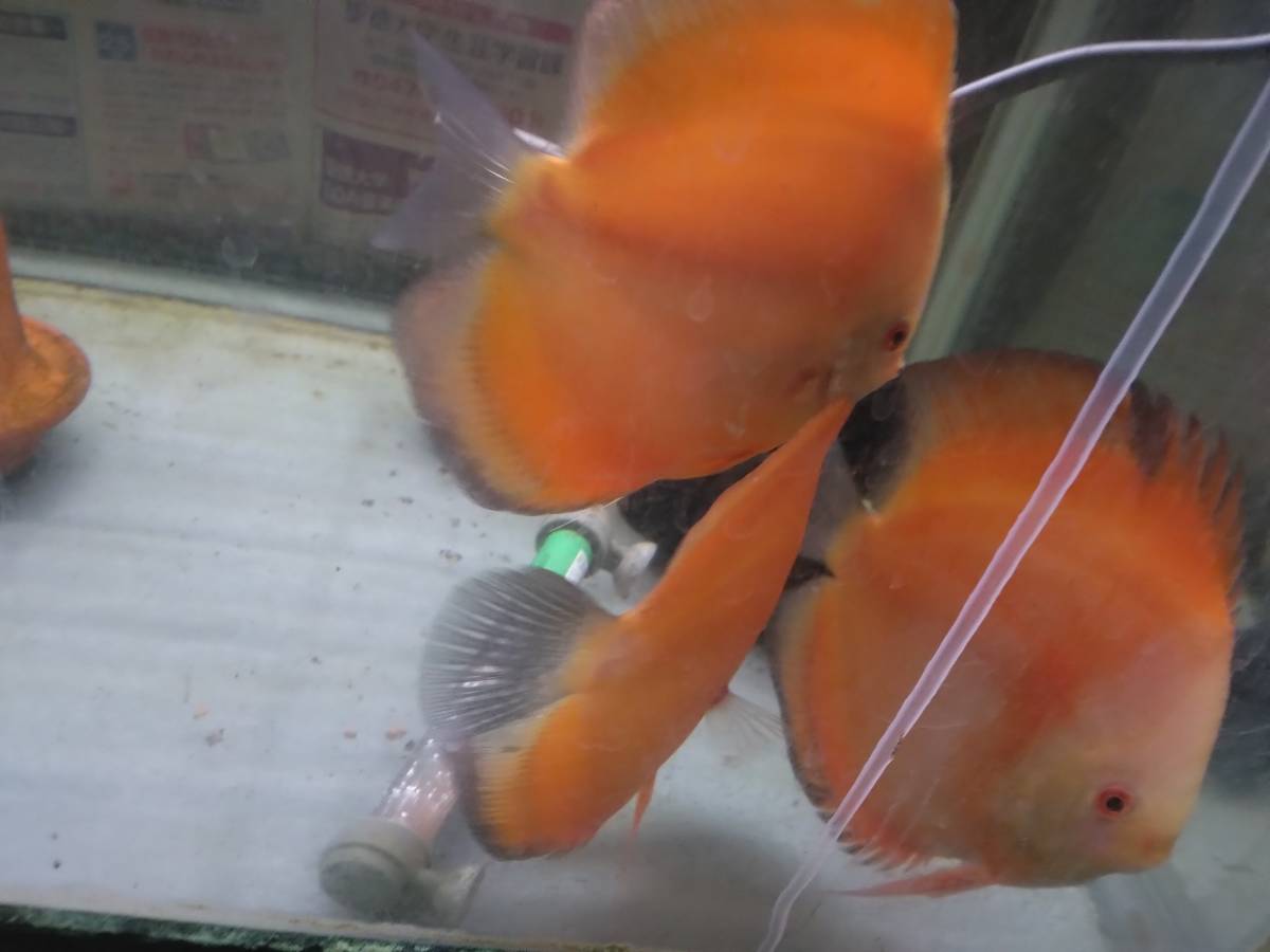  discus red melon approximately 12cm