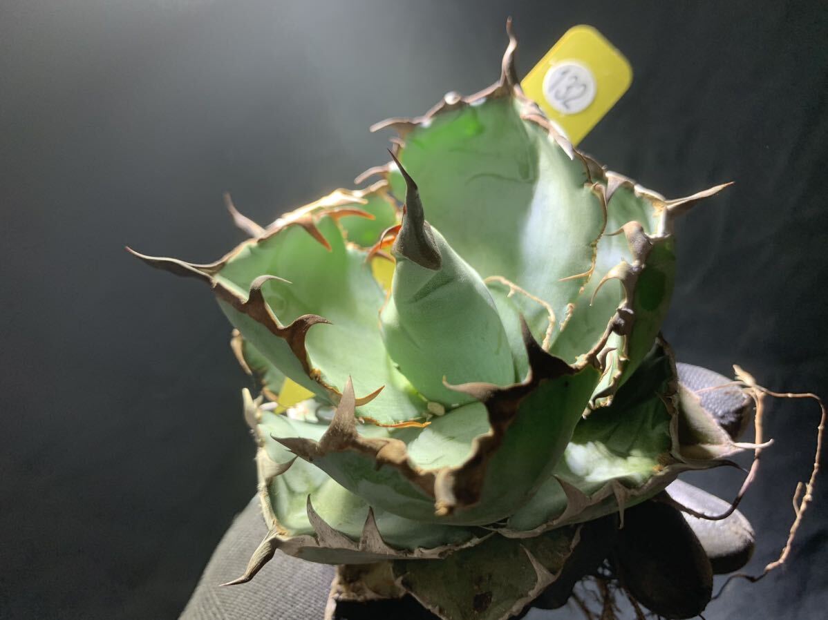 ☆ 錦 川☆Agave titanota BB 強棘 狂刺 特選の画像5