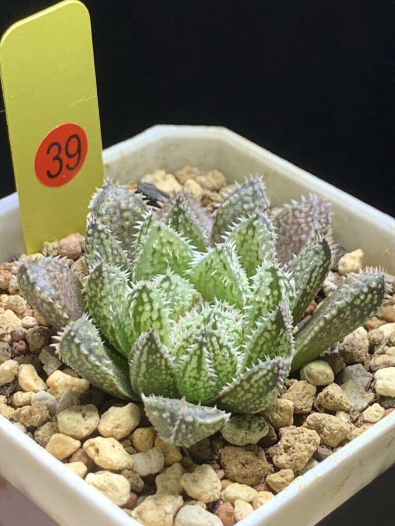 ☆ 錦 川☆39多肉植物 ハオルチア エリマキトカゲ 植物の根系が弱いの画像3