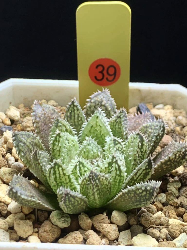 ☆ 錦 川☆39多肉植物 ハオルチア エリマキトカゲ 植物の根系が弱いの画像2