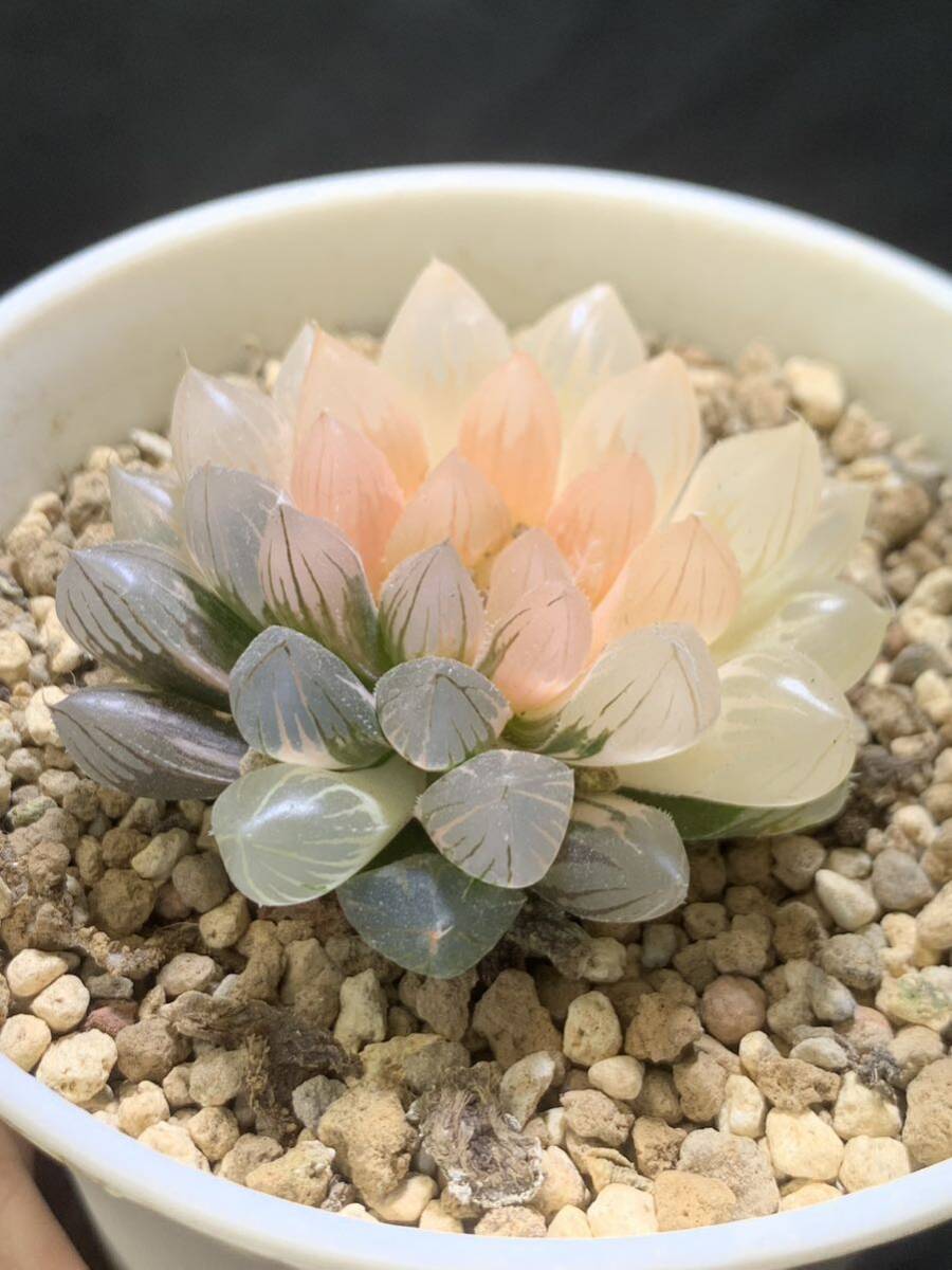 Yahoo!オークション - 錦 川 102多肉植物 ハオルチア 大窓 Yahoo!オークション - 錦 川 102多肉植物 ハオルチア 大窓