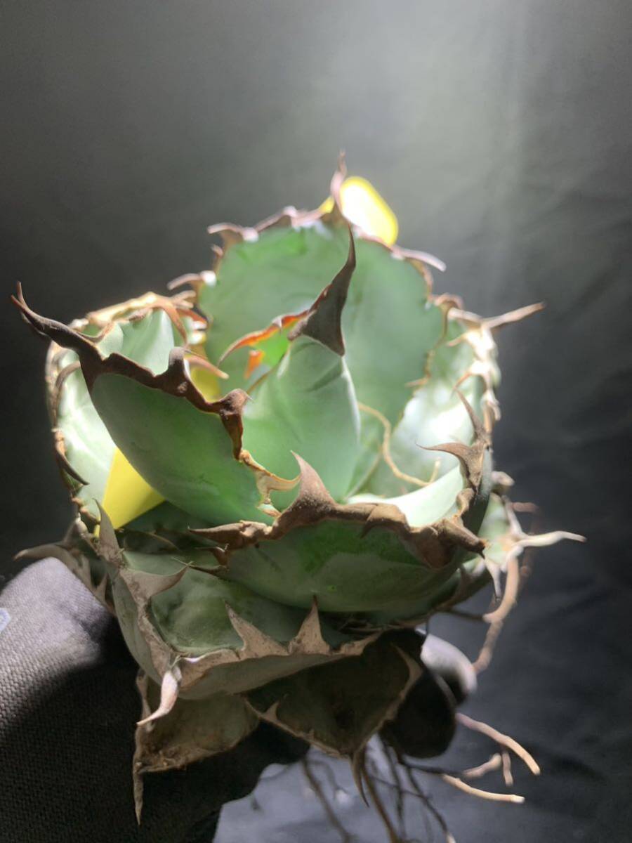 ☆ 錦 川☆Agave titanota BB 強棘 狂刺 特選の画像4