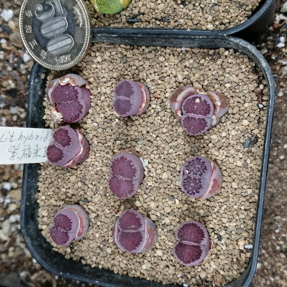 メセン リトープス ２鉢セット 紫福来 緑弁天の画像2