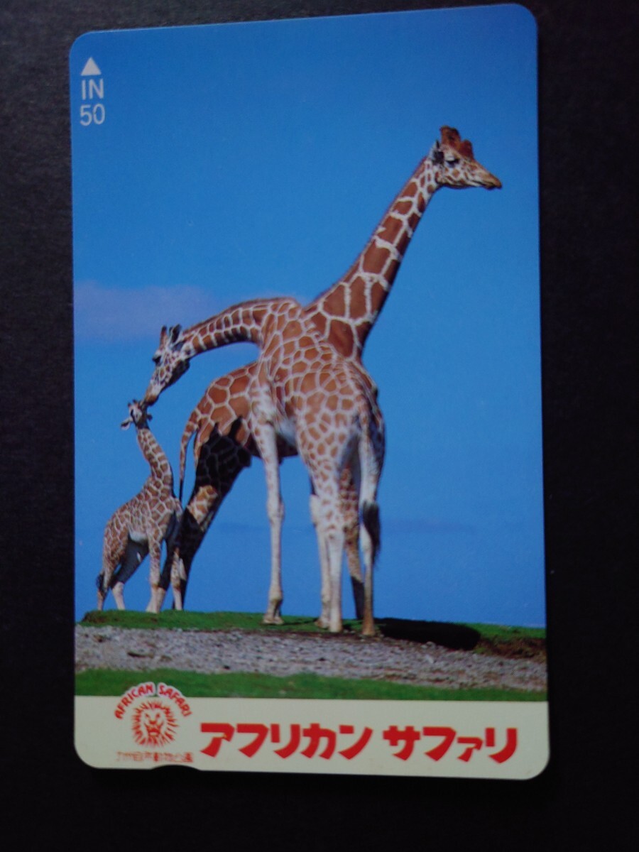 テレホンカード未使用50度7点 キリン・パンダ・ユキウサギ・エゾタヌキ・ノウサギ・キタキツネの画像3