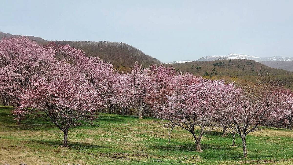 岩手産　山菜の王様？天然タラの芽300グラム（大小混在）落札後採取予定です　TRーⅠ_2024.27.県民の森