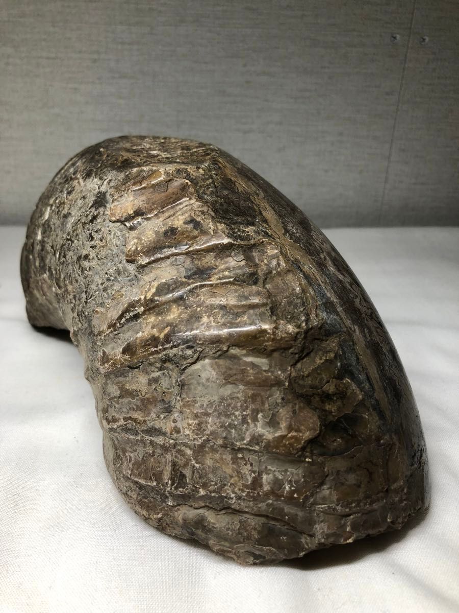 北海道  化石/三葉虫  恐竜  美品  古美術  骨董品