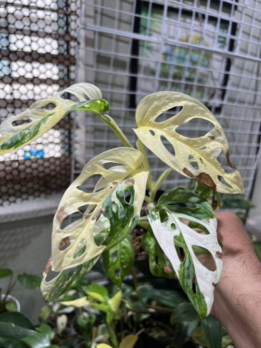 マドカズラ 白斑入り*特A級*Giant Monstera adansonii white variegata Tricolorモンステラ*アダンソニーの画像1