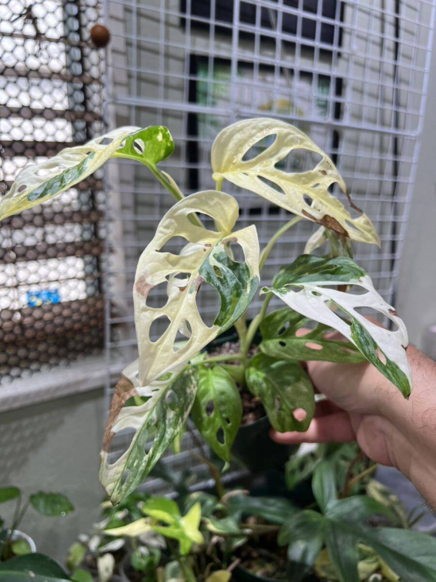 マドカズラ 白斑入り*特A級*Giant Monstera adansonii white variegata Tricolorモンステラ*アダンソニーの画像2