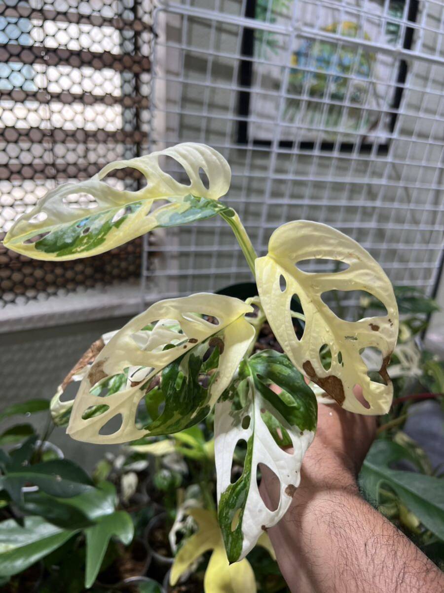 マドカズラ 白斑入り*特A級*Giant Monstera adansonii white variegata Tricolorモンステラ*アダンソニーの画像4