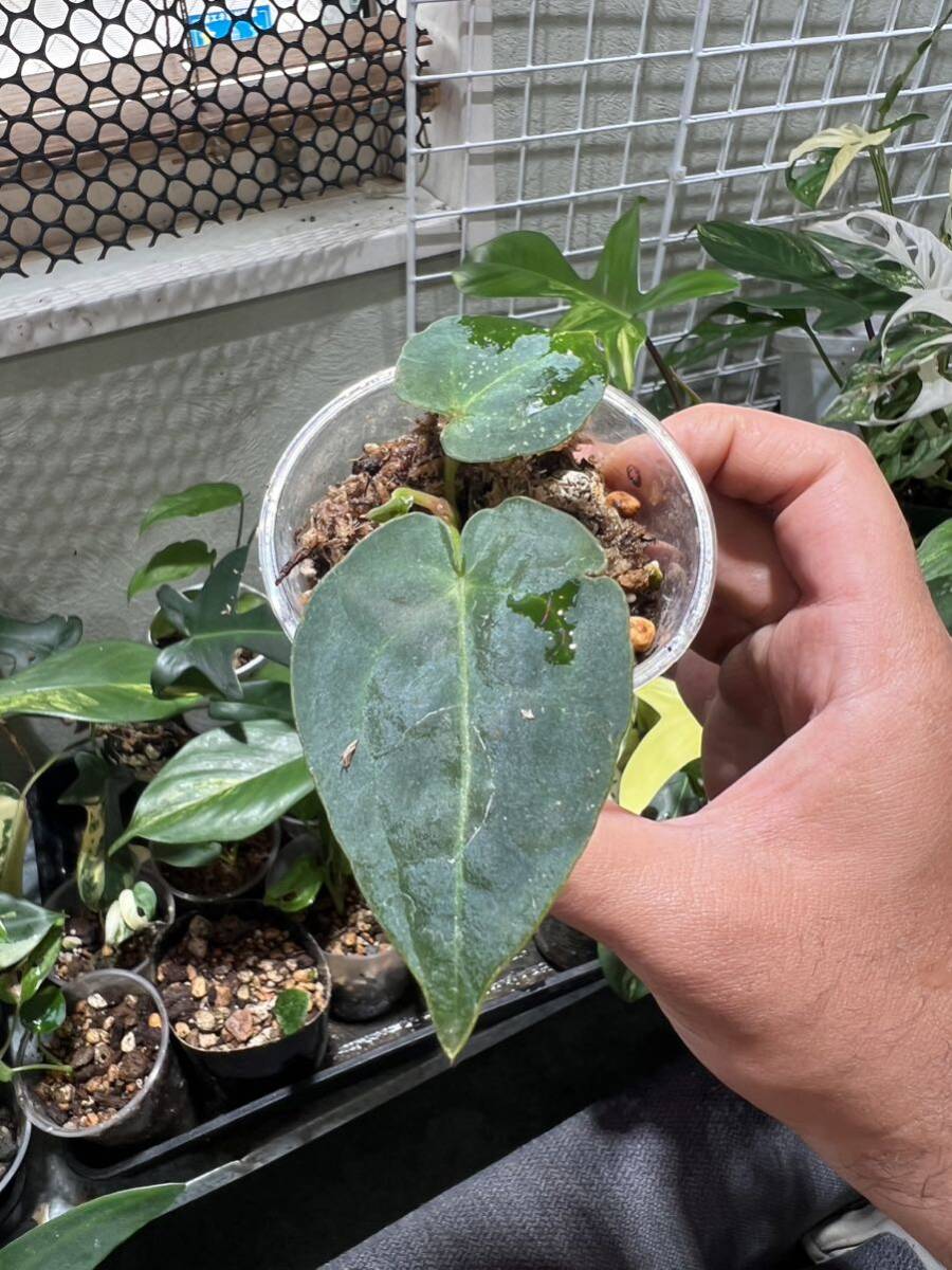 Yahoo!オークション - 激レア Anthurium Ace of Spades Dark Yahoo!オークション - 激レア Anthurium Ace of Spades Dark