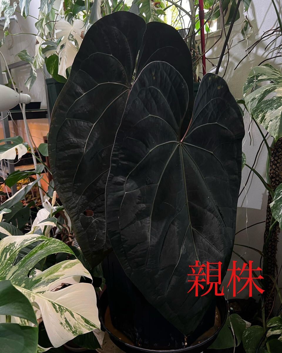 Yahoo!オークション - 激レア Anthurium Ace of Spades Dark Yahoo!オークション - 激レア Anthurium Ace of Spades Dark