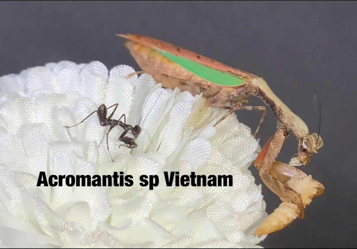 Acromantis sp vietnam ベトナム産　初令7匹セット　アクロマンティス　カマキリ　※サービスあり　※補償あり　カマキリ株式会社_画像4