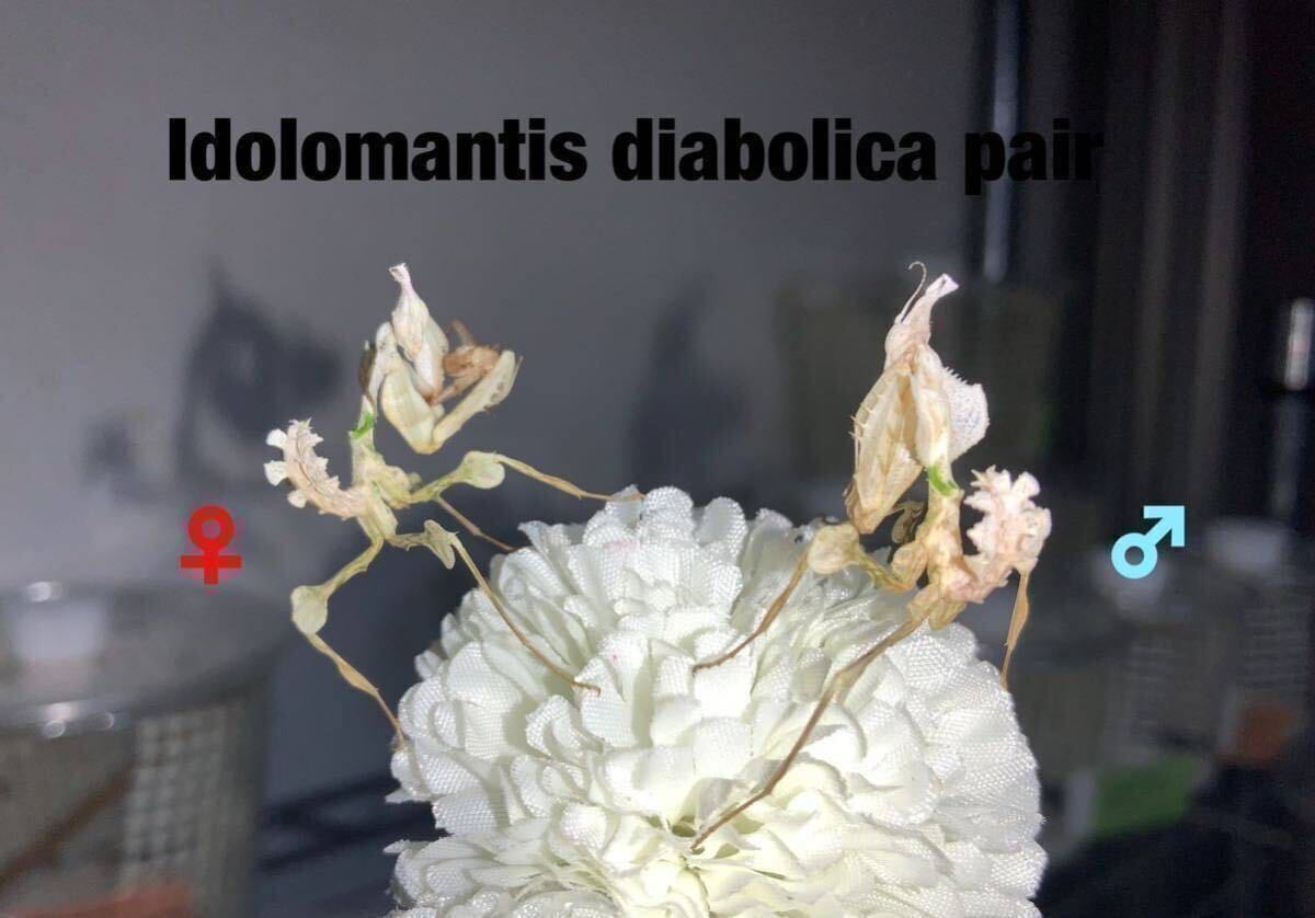 Idolomantis diabolica タンザニア産 3令〜幼虫トリオ(3匹) ニセハナマオウ カマキリ ※補償あり カマキリ株式会社  の画像2
