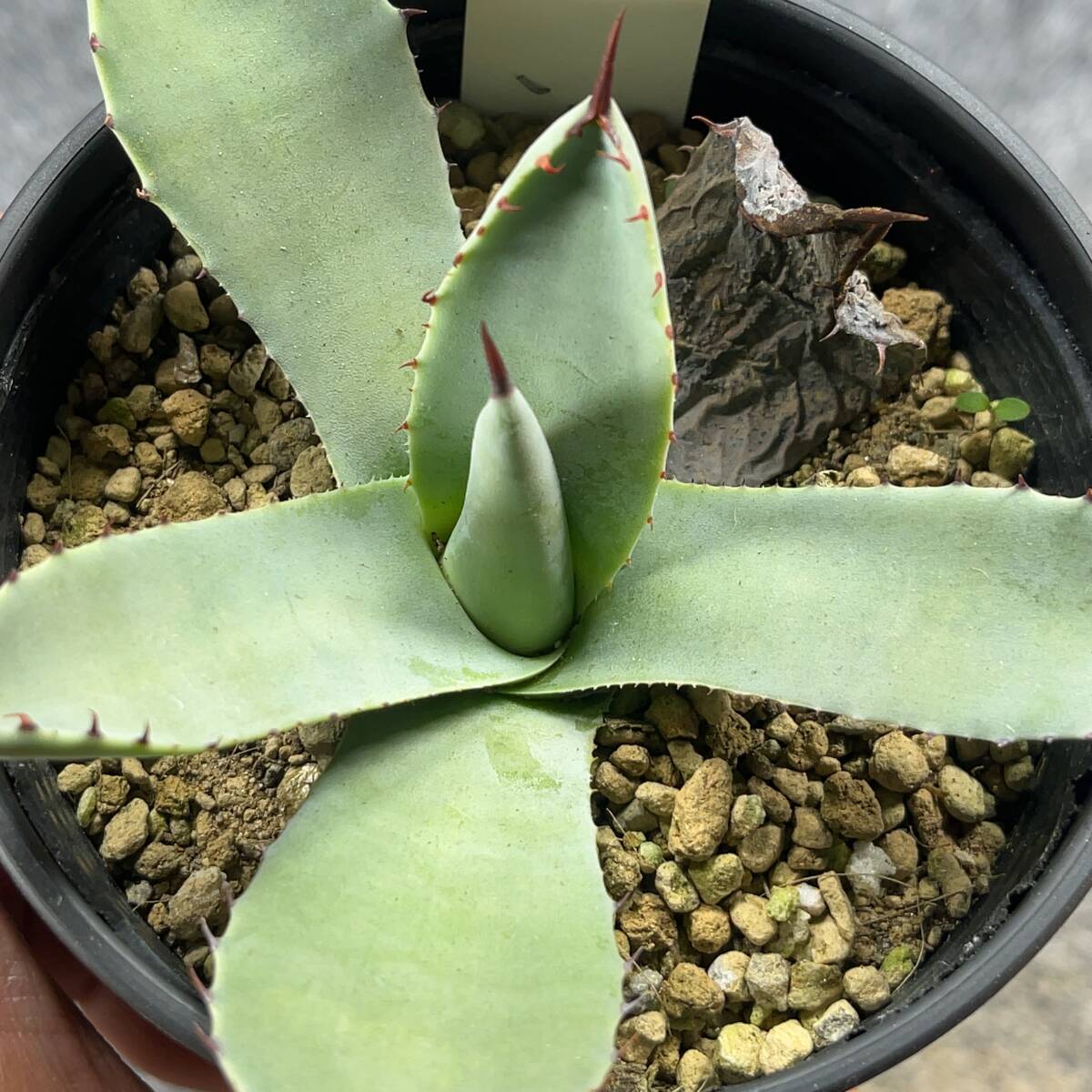 【鉢ごと発送】アガベ パリー トルンカータ/ Agave parryi v. truncata / 3.5号鉢 /【現品】24-4-3-11_画像2