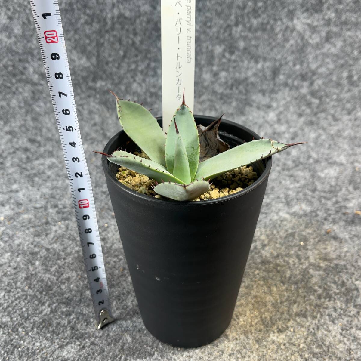 【鉢ごと発送】アガベ パリー トルンカータ/ Agave parryi v. truncata / 3.5号鉢 /【現品】24-4-3-11_画像9