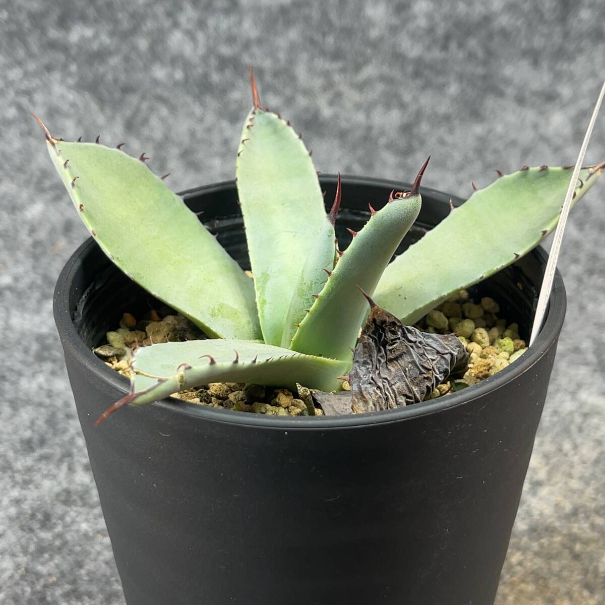 【鉢ごと発送】アガベ パリー トルンカータ/ Agave parryi v. truncata / 3.5号鉢 /【現品】24-4-3-11_画像8