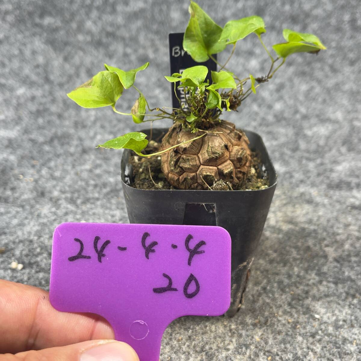 【鉢ごと発送】アフリカ型 亀甲竜 / Dioscorea elephantipes / 2.5号鉢 / 塊根・多肉植物【現品】 24-4-4-20_画像4