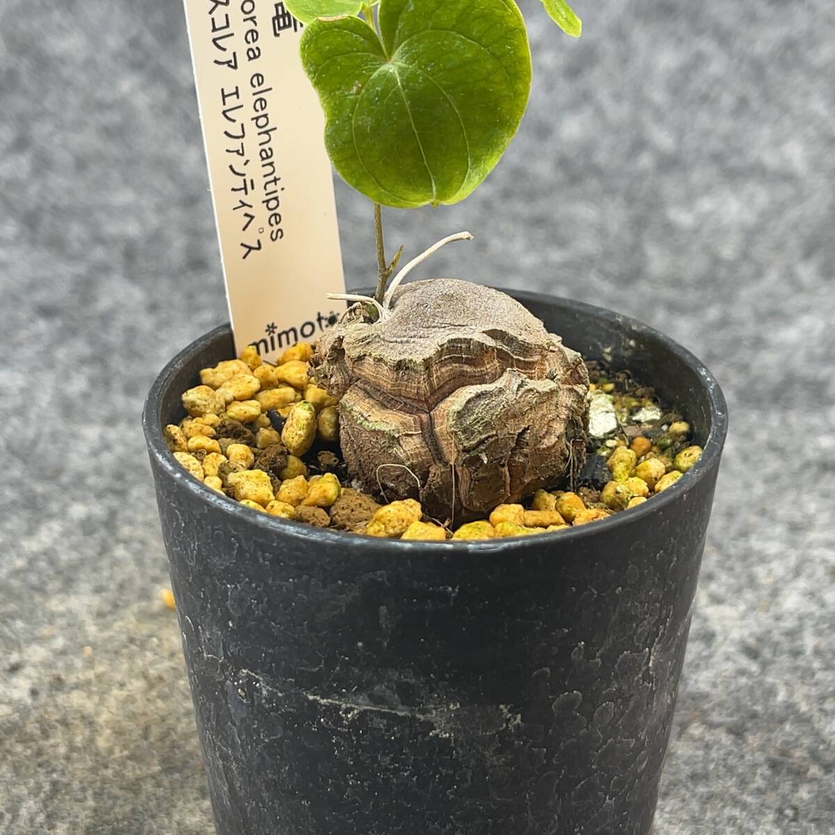 【鉢ごと発送】アフリカ型 亀甲竜 / Dioscorea elephantipes / 2.5号鉢 / 塊根・多肉植物【現品】 24-4-4-27の画像6