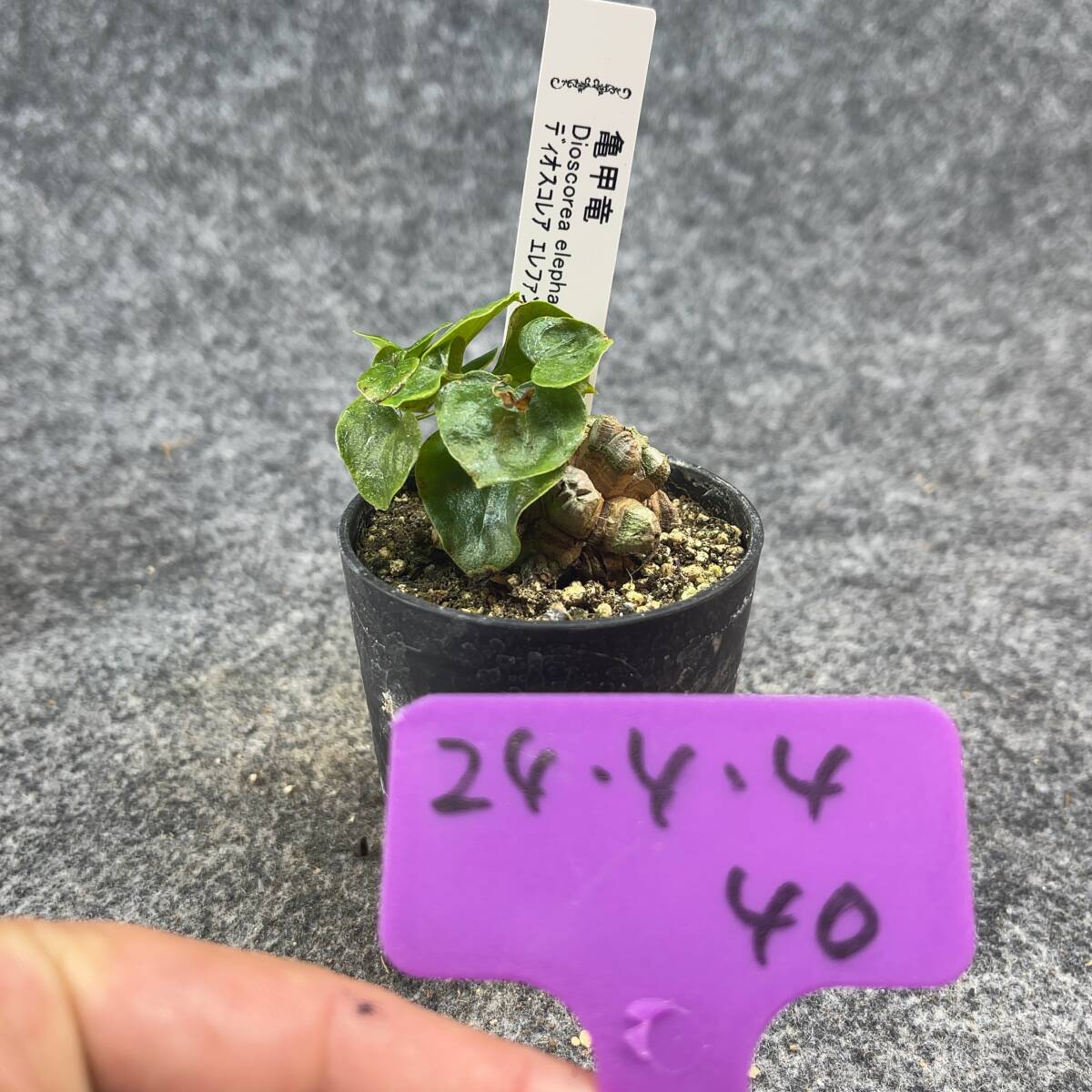 【鉢ごと発送】アフリカ型 亀甲竜 / Dioscorea elephantipes / 2.5号鉢 / 塊根・多肉植物【現品】 24-4-4-40_画像4