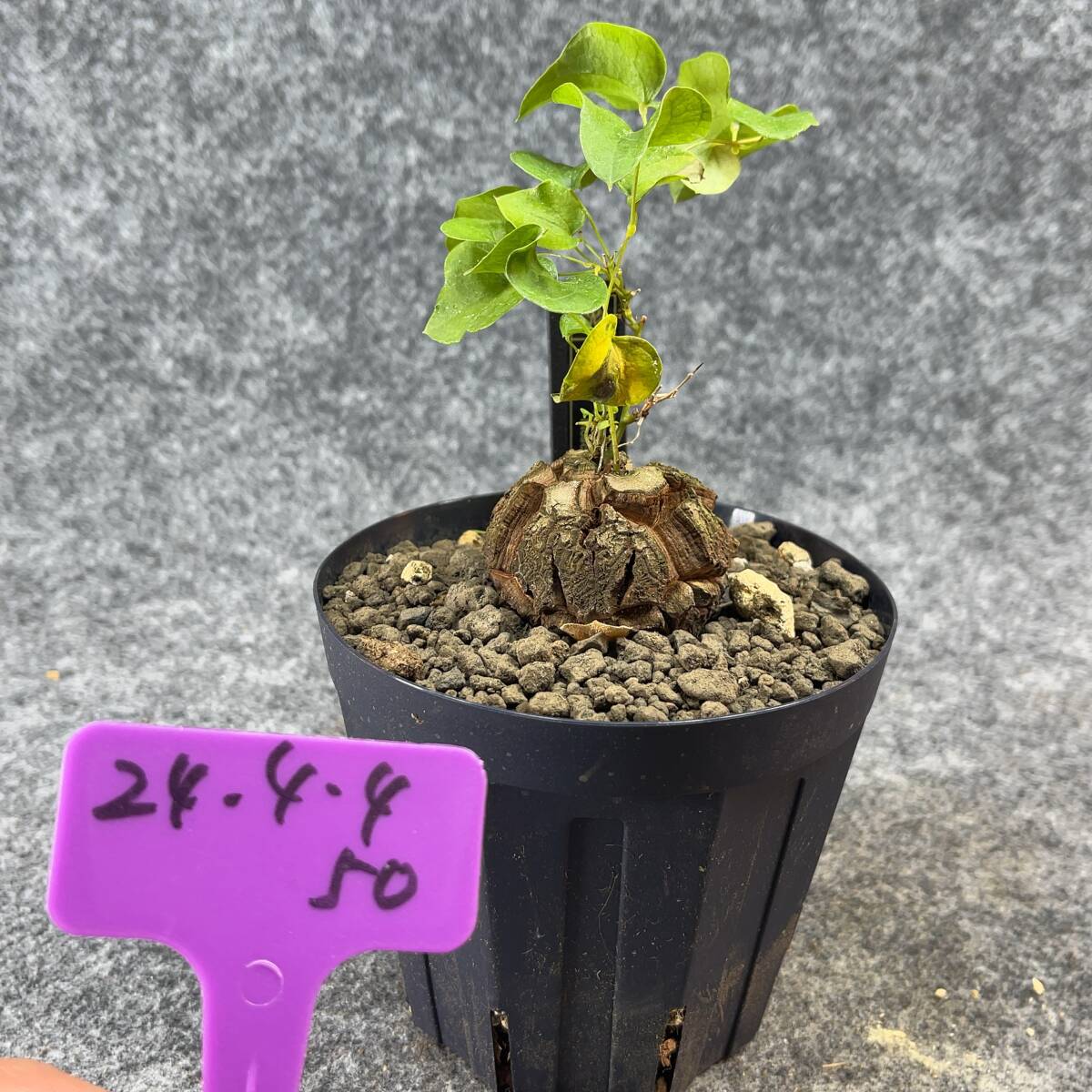 【鉢ごと発送】アフリカ型 亀甲竜 / Dioscorea elephantipes / 4号鉢 / 塊根・多肉植物【現品】 24-4-4-50_画像3