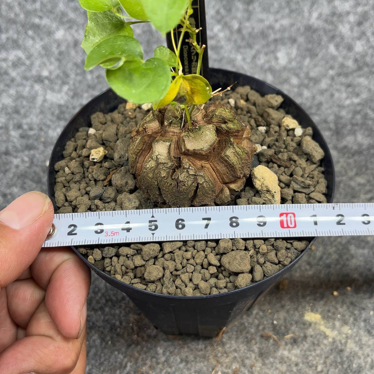 【鉢ごと発送】アフリカ型 亀甲竜 / Dioscorea elephantipes / 4号鉢 / 塊根・多肉植物【現品】 24-4-4-50_画像10