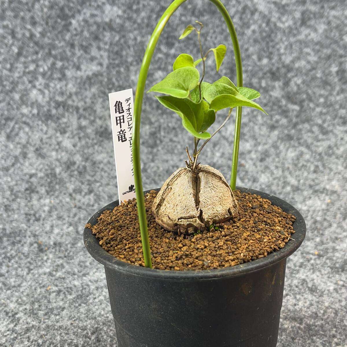 【鉢ごと発送】アフリカ型・亀甲竜 / Dioscorea elephantipes / 3号鉢 / 塊根・多肉植物【現品】 24-3-3-60の画像6