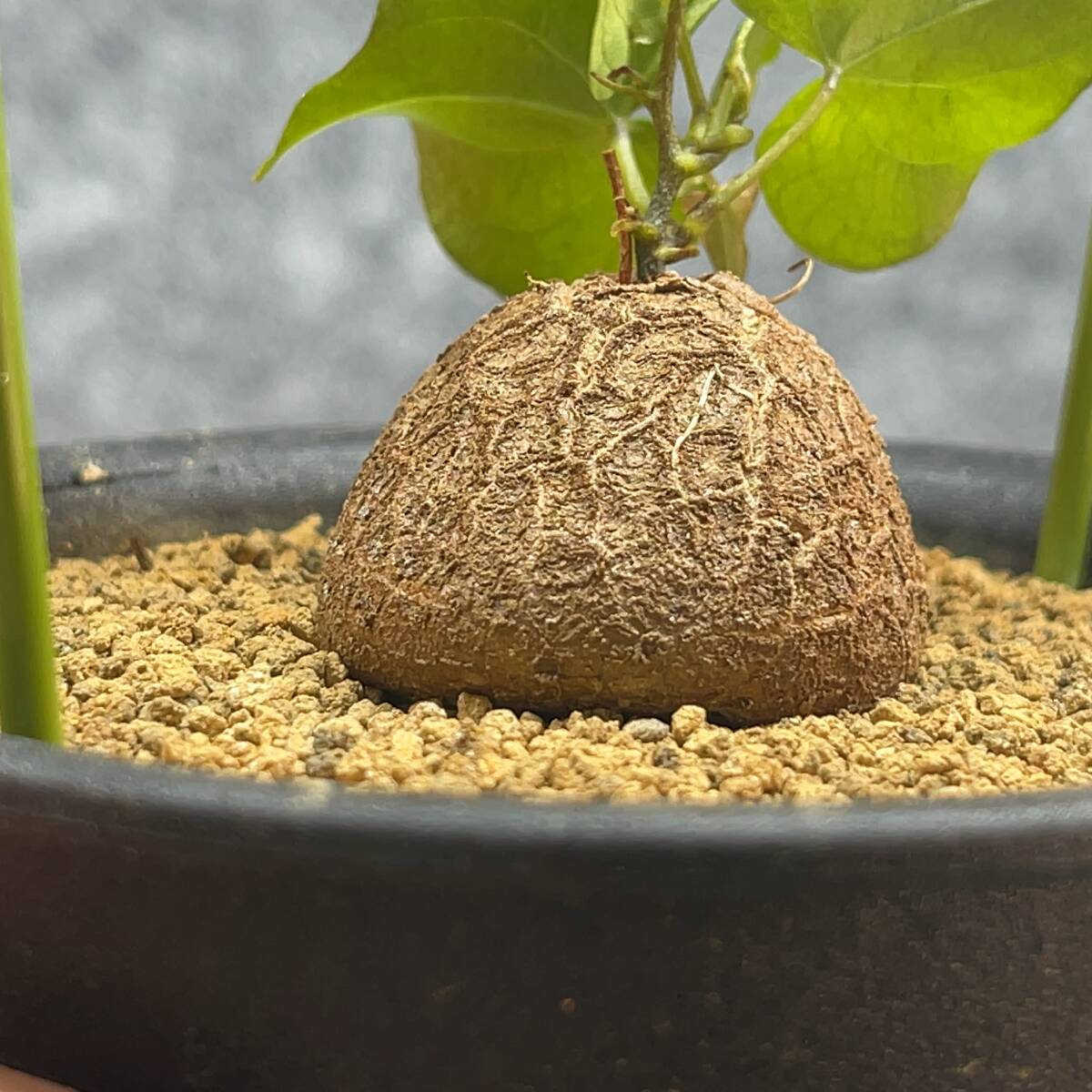 【鉢ごと発送】アフリカ型 亀甲竜 / Dioscorea elephantipes / 4号鉢 / 塊根・多肉植物【現品】 24-4-17-04_画像3