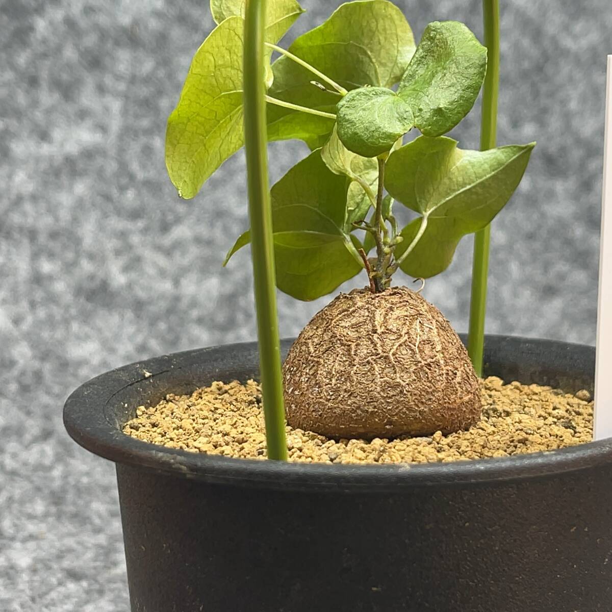 【鉢ごと発送】アフリカ型 亀甲竜 / Dioscorea elephantipes / 4号鉢 / 塊根・多肉植物【現品】 24-4-17-04_画像8