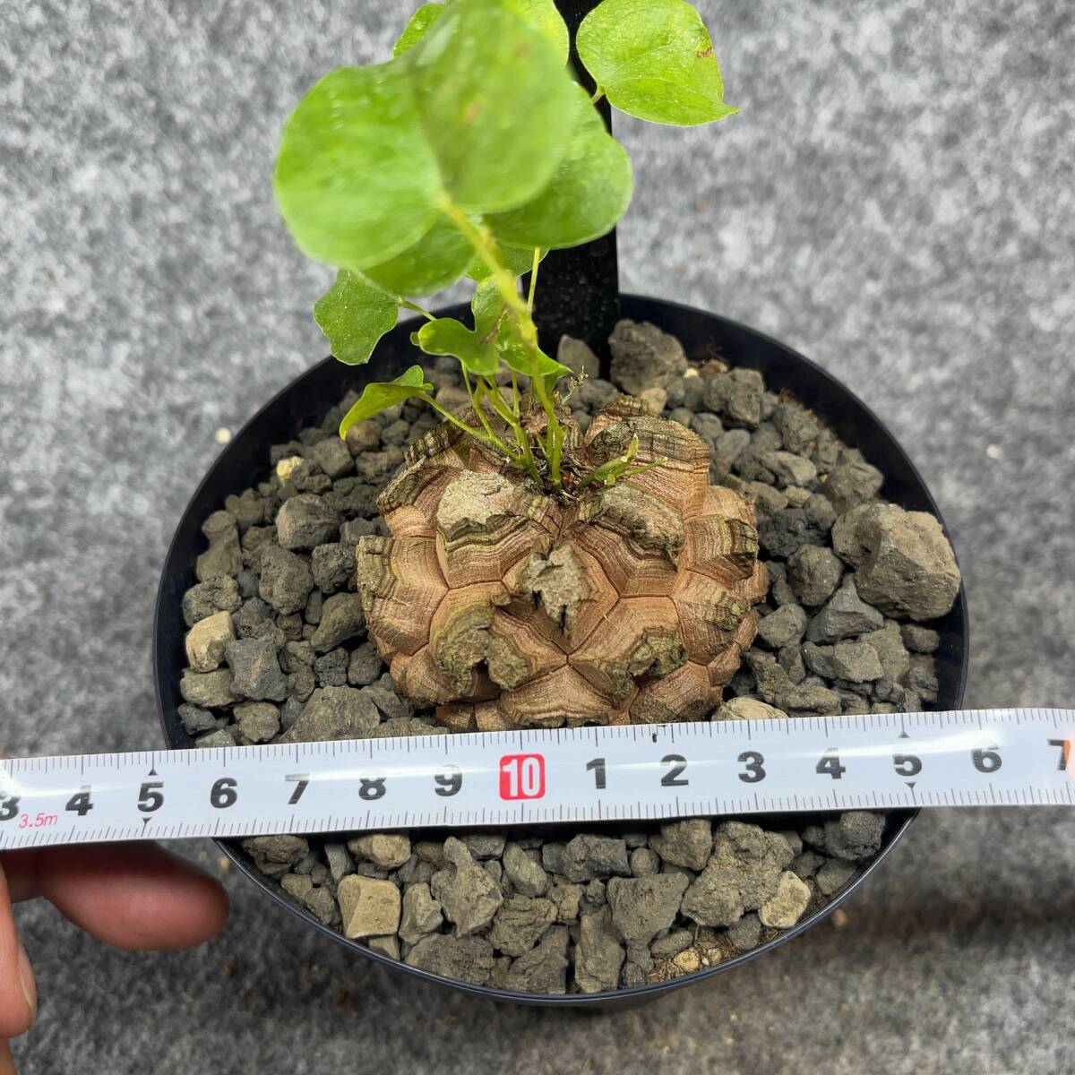 【鉢ごと発送】アフリカ型 亀甲竜 / Dioscorea elephantipes / 4号鉢 / 塊根・多肉植物【現品】 24-4-18-08の画像10