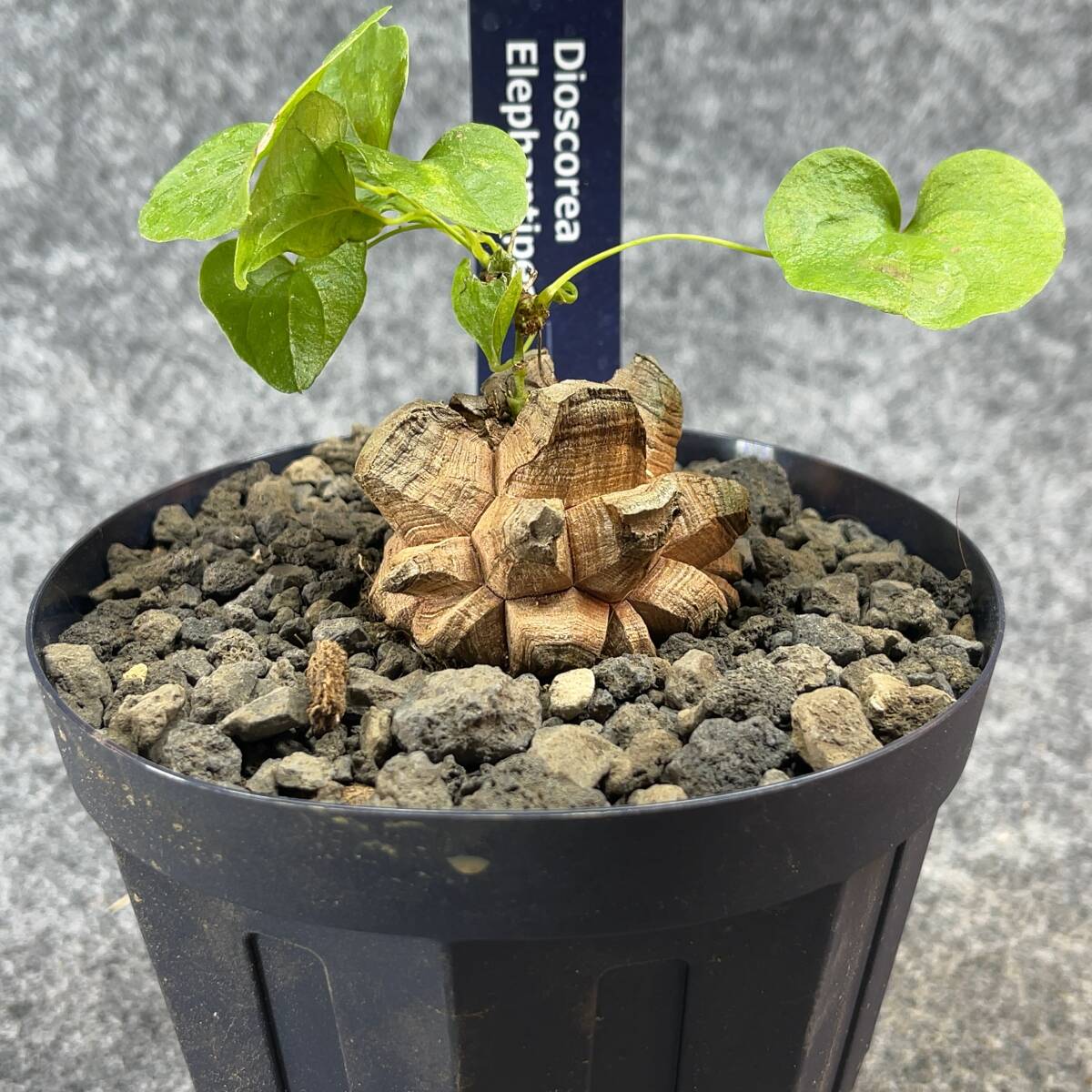 【鉢ごと発送】アフリカ型 亀甲竜 / Dioscorea elephantipes / 4号鉢 / 塊根・多肉植物【現品】 24-4-18-09_画像5