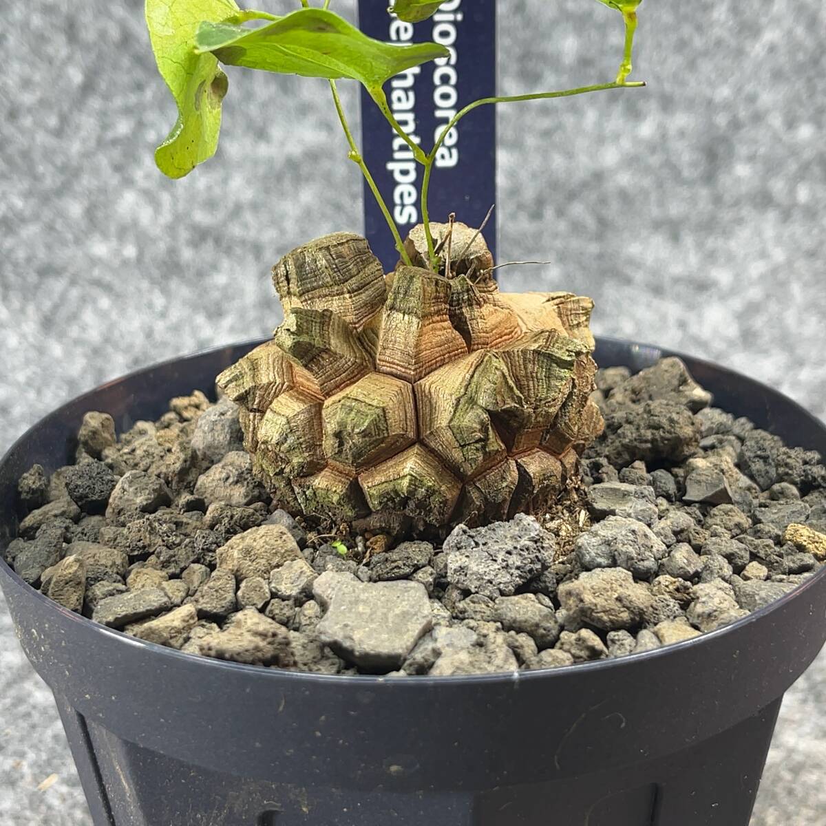 【鉢ごと発送】アフリカ型 亀甲竜 / Dioscorea elephantipes / 4号鉢 / 塊根・多肉植物【現品】 24-4-18-15_画像5