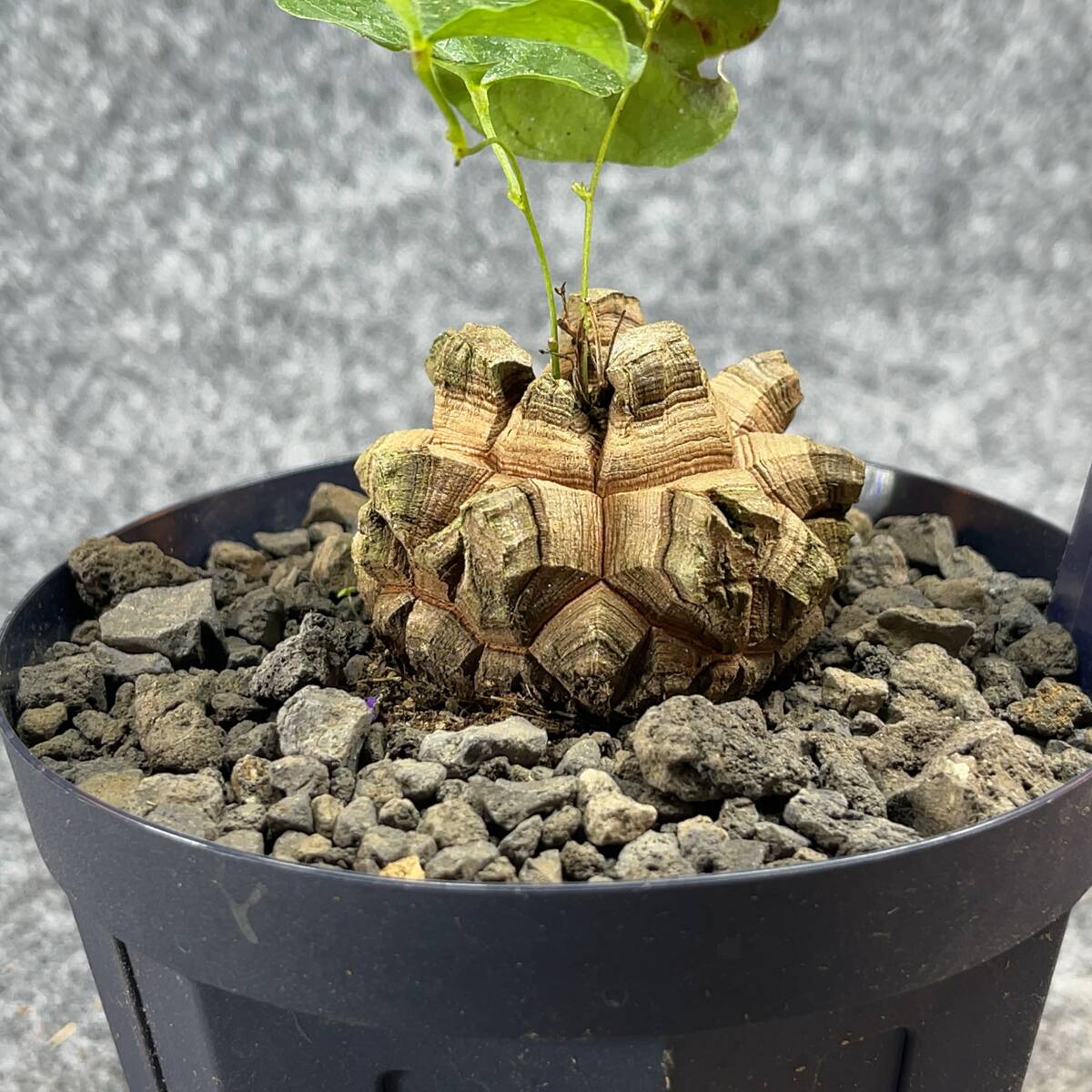 【鉢ごと発送】アフリカ型 亀甲竜 / Dioscorea elephantipes / 4号鉢 / 塊根・多肉植物【現品】 24-4-18-15_画像8