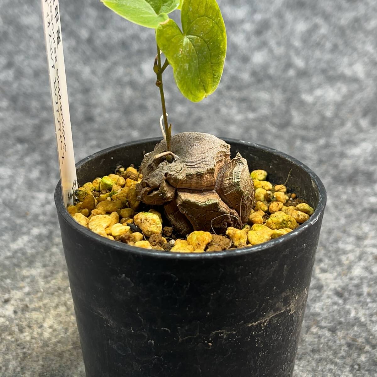 【鉢ごと発送】アフリカ型 亀甲竜 / Dioscorea elephantipes / 2.5号鉢 / 塊根・多肉植物【現品】 24-4-4-27_画像7