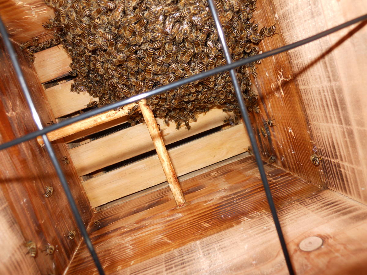 日本ミツバチ 重箱式5段待受箱 除し易くスムシ対策も！(巣箱の取説、捕獲のコツなどの参考資料付き)の画像10