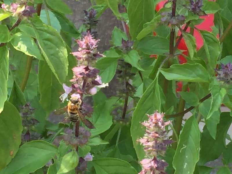 ホーリーバジルの種（オオヤトゥルシー）無農薬　2023年度収穫分　新品　100粒　親種_日本ミツバチがやってきました