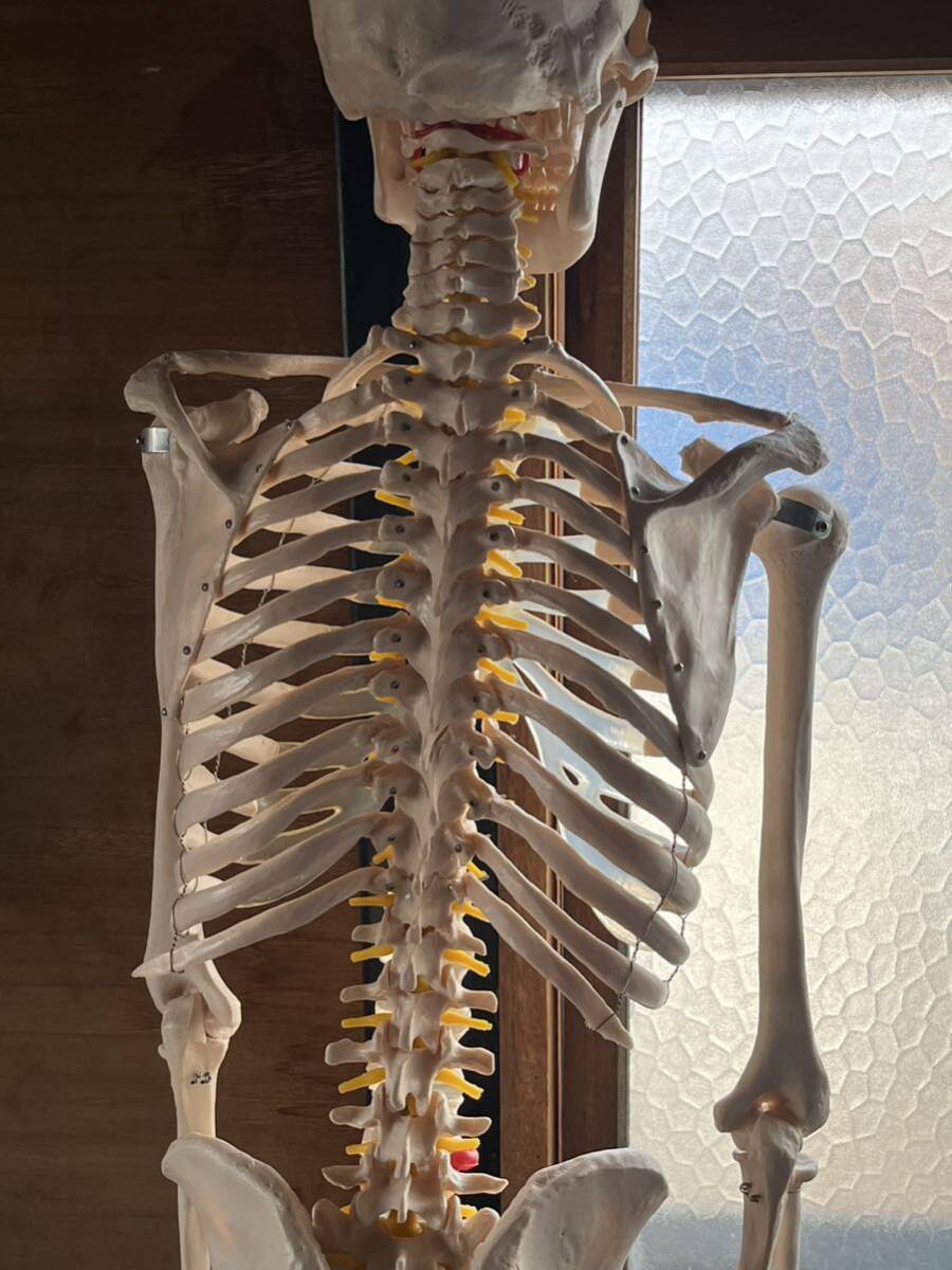 人体模型 骨格模型 骨 等身大 展示スタンド付き 骨格標本 骨格モデル 全身骨格模型 実物大 医学 理学