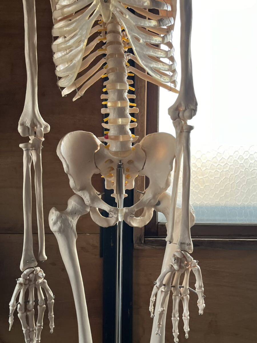 人体模型 骨格模型 骨 等身大 展示スタンド付き 骨格標本 骨格モデル 全身骨格模型 実物大 医学 理学