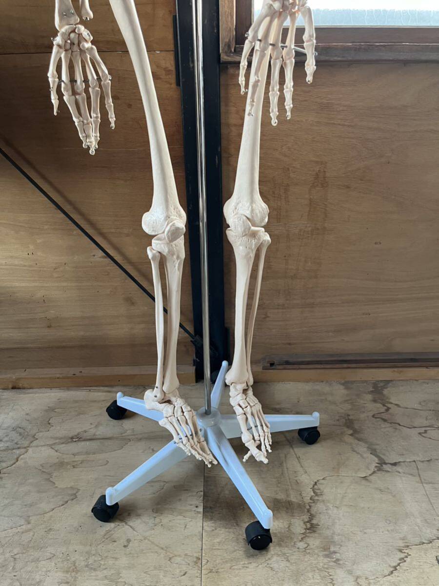 人体模型 骨格模型 骨 等身大 展示スタンド付き 骨格標本 骨格モデル 全身骨格模型 実物大 医学 理学の画像5