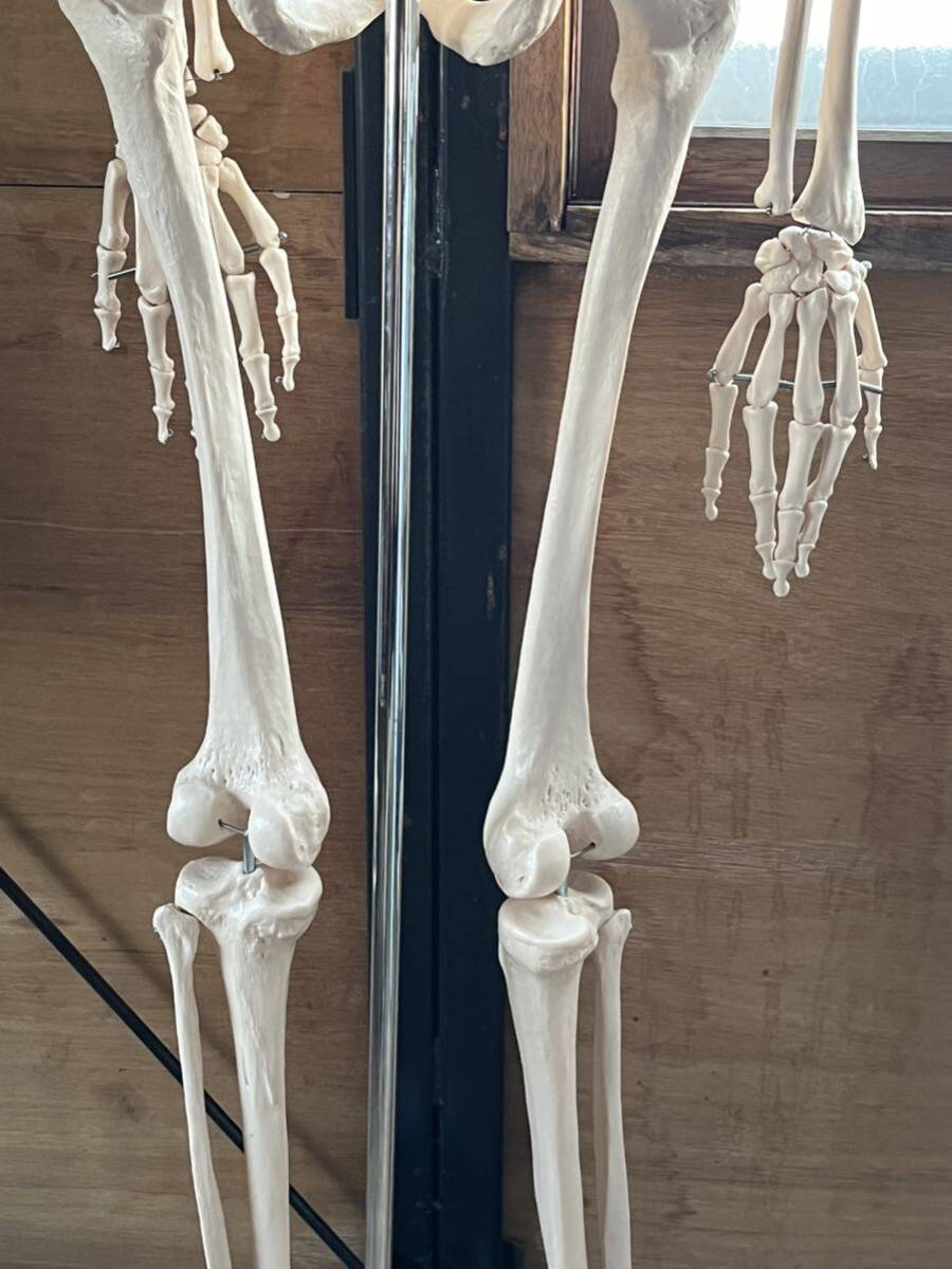 人体模型 骨格模型 骨 等身大 展示スタンド付き 骨格標本 骨格モデル 全身骨格模型 実物大 医学 理学_画像9
