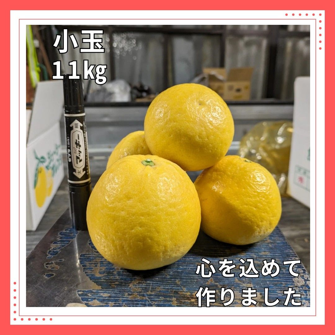★小玉　河内晩柑　11㎏箱込　美味しい　みかん 熊本産　ジューシーオレンジ