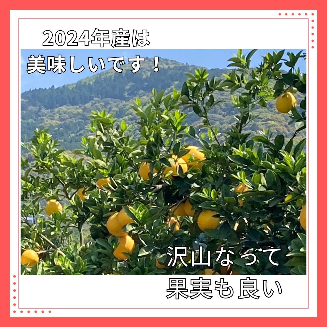 ★小玉　河内晩柑　11㎏箱込　美味しい　みかん 熊本産　ジューシーオレンジ