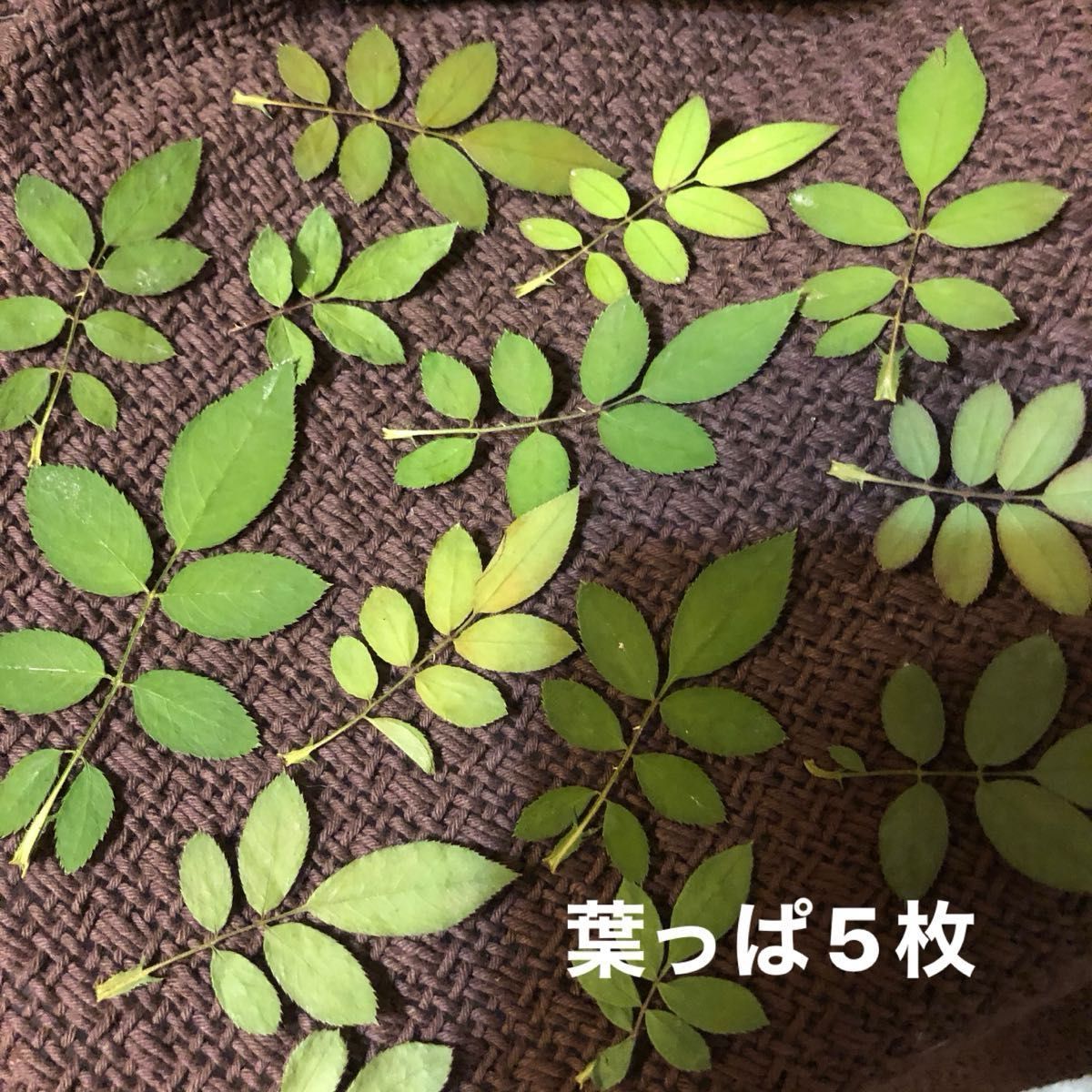 kou様専用★ミニミニ薔薇30輪セット+おまけ5輪付き‥計35輪&押し花バラエティーセット★ミニバラ　ドライフラワー★ハンドメイド