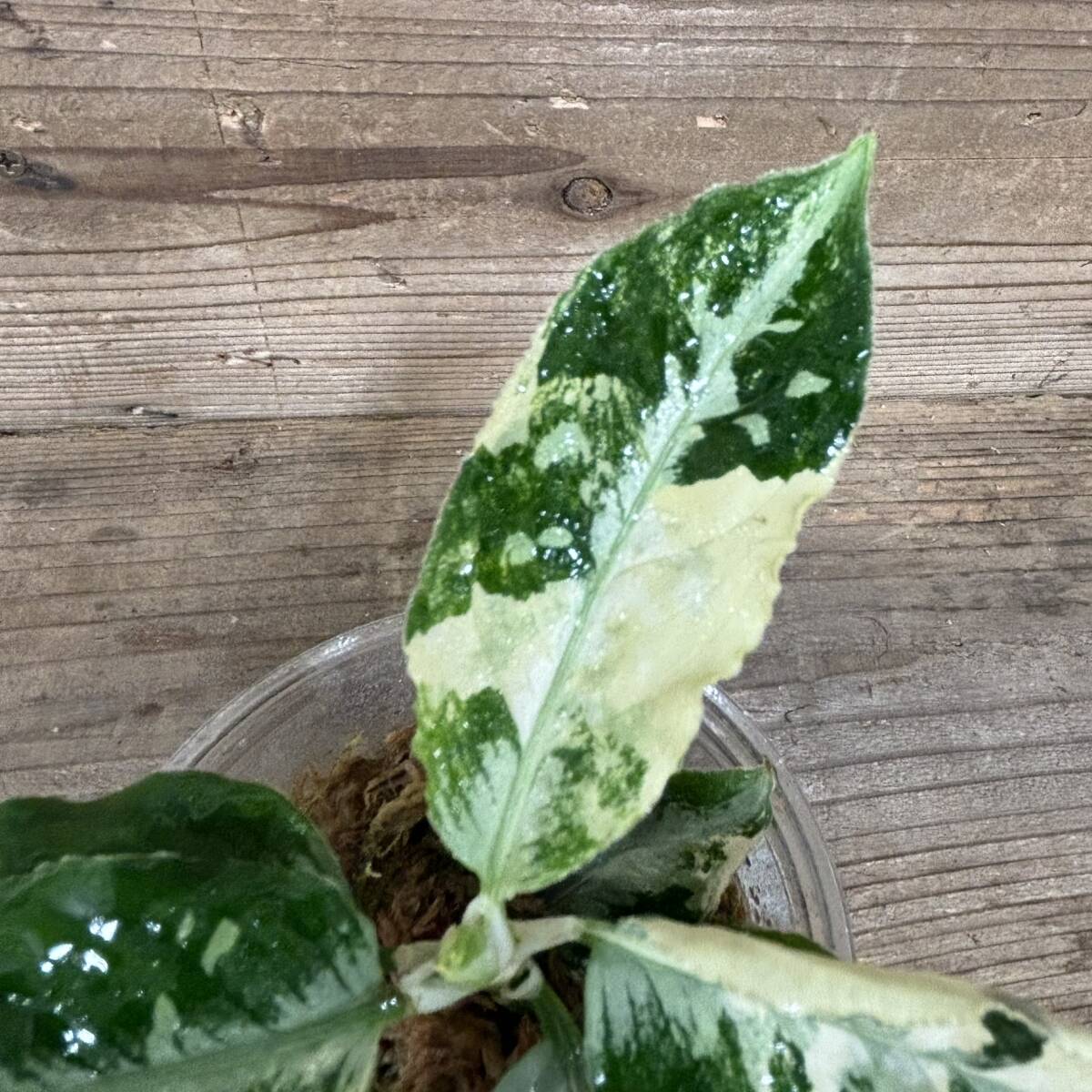 Aglaonema pictum　アグラオネマ　ピクタム　トリカラー　斑入り　_画像2