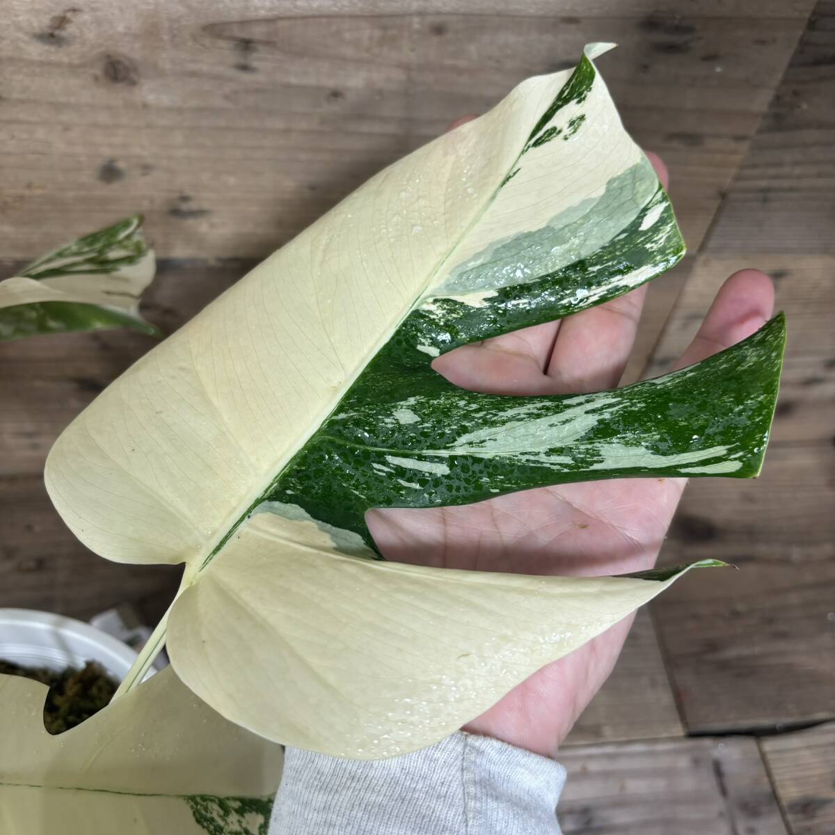 霜降り 中株 モンステラ ボルシギアナ ホワイトタイガー Monstera borsigiana variegata  アルボの画像4