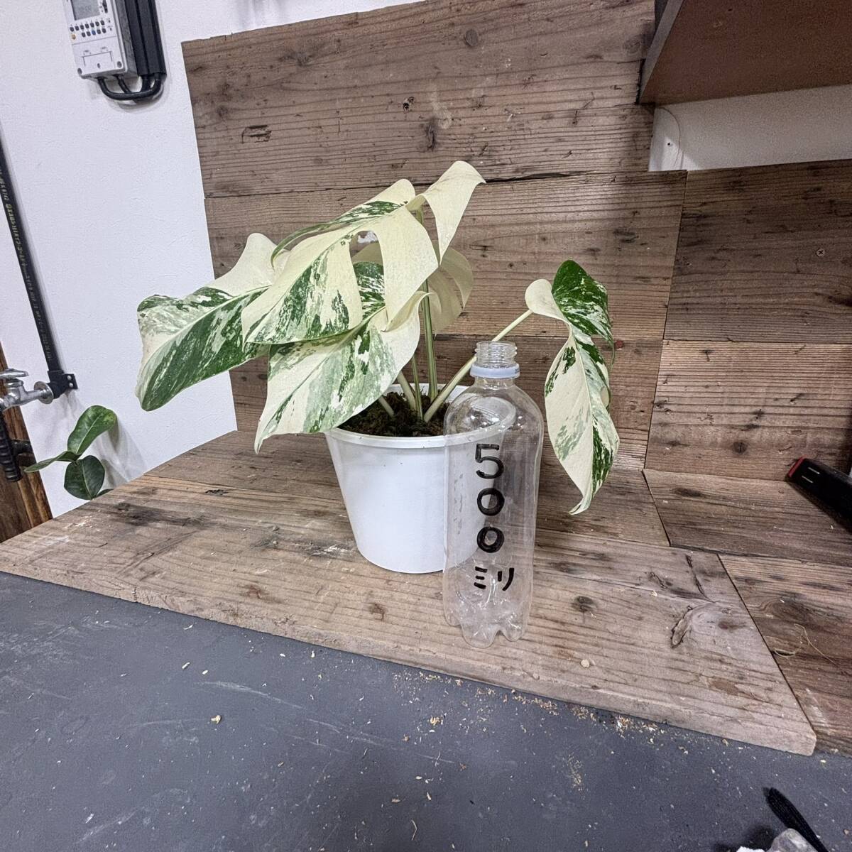 霜降り 中株 モンステラ ボルシギアナ ホワイトタイガー Monstera borsigiana variegata  アルボの画像2