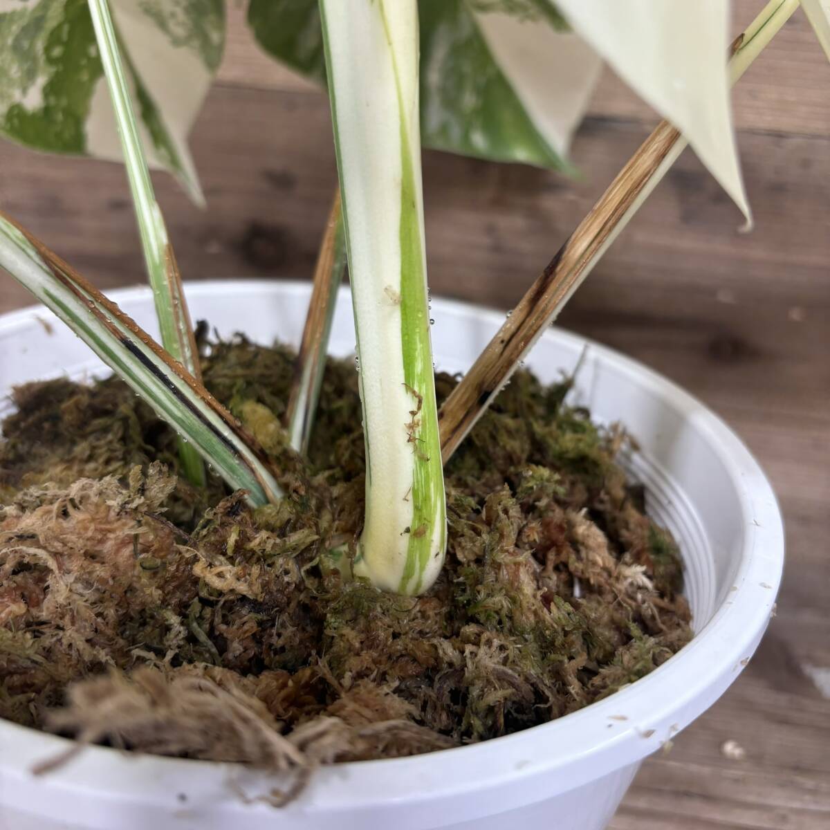 霜降り 中株 モンステラ ボルシギアナ ホワイトタイガー Monstera borsigiana variegata  アルボの画像7