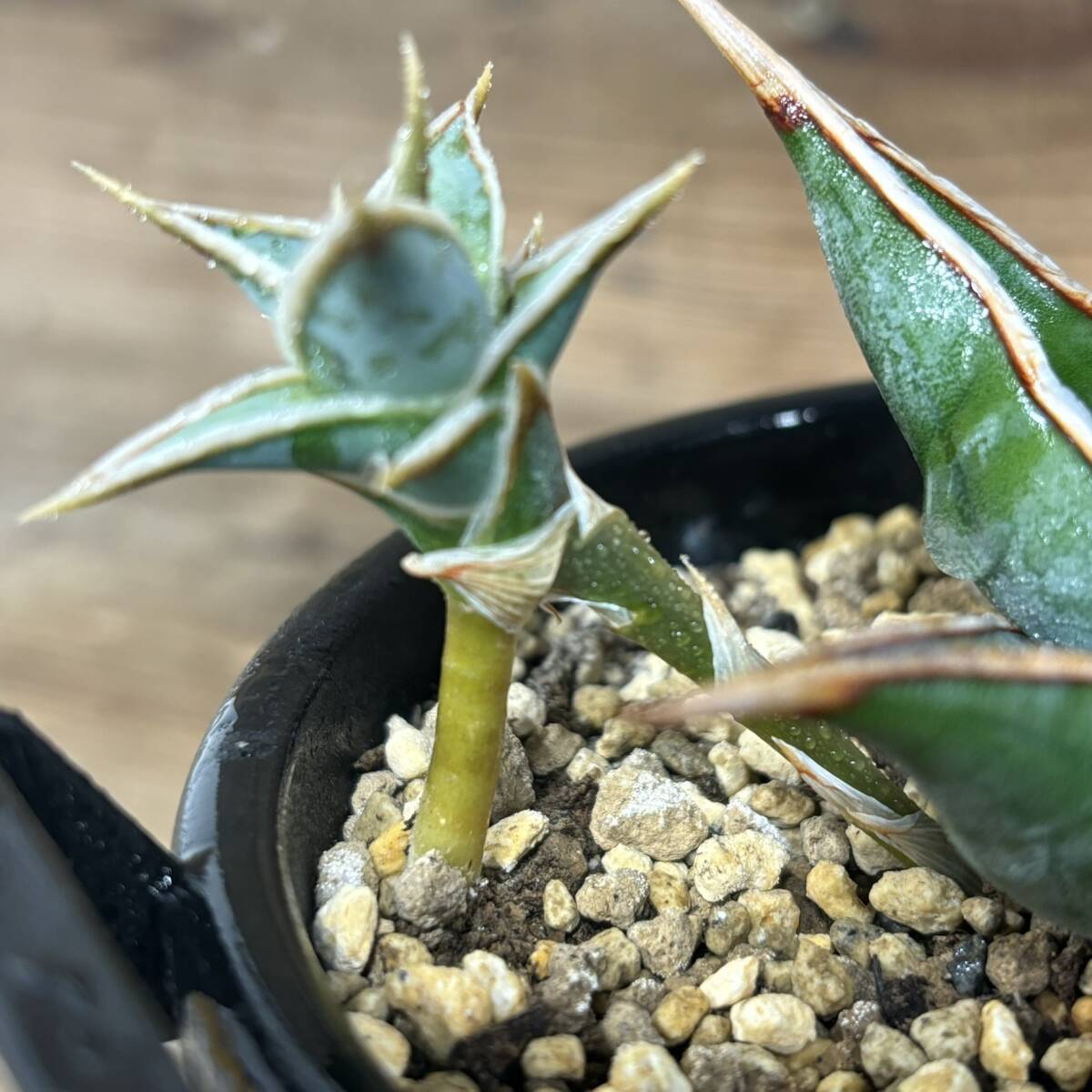 . stock attaching sansevieria sun sebe rear pin gikyulaSansevieria Pinguicula# silver blue cut key kopa tone 