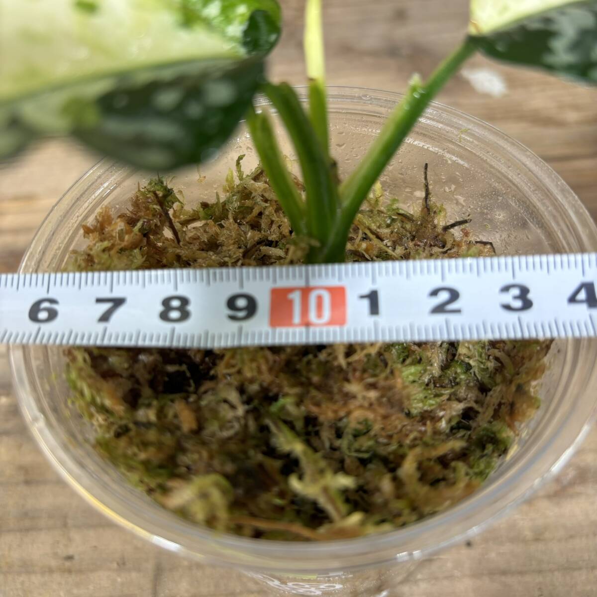 Aglaonema pictum アグラオネマ ピクタム トリカラー 斑入り の画像7