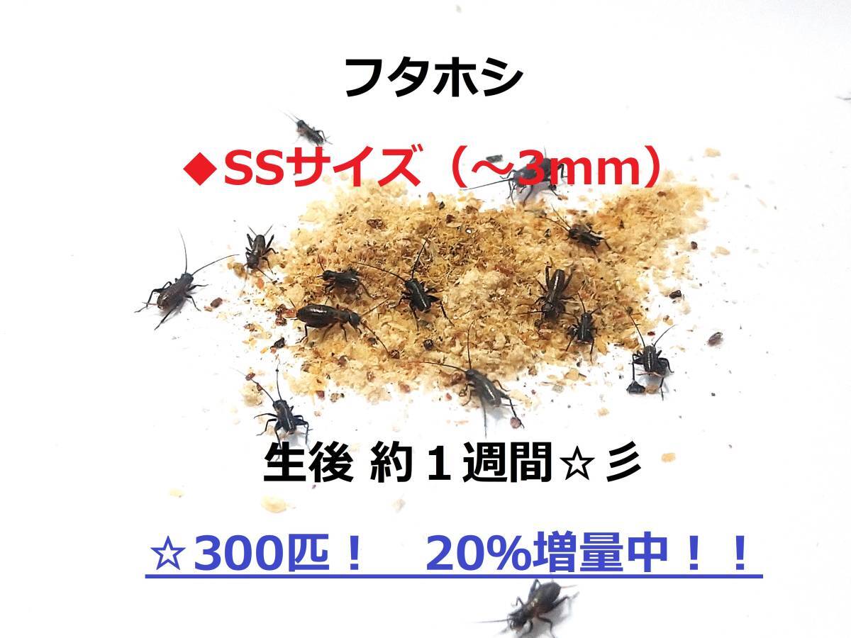 《送料無料》☆フタホシコオロギ【SSサイズ】300匹　生餌　爬虫類　両生類　レオパ　カエル　トカゲ　カナヘビ　カマキリ　エサ　フタホシ_画像1