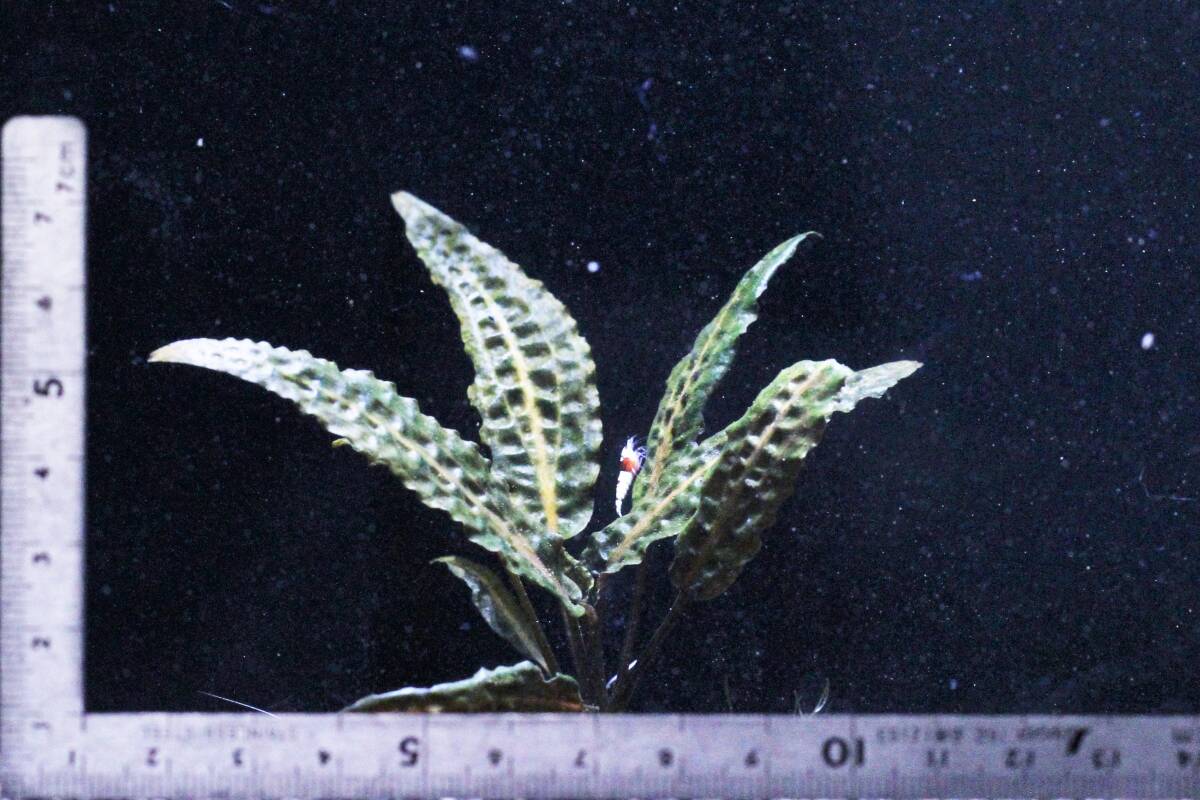 [ водоросли . небо .][ прекрасный ] Cryptocoryne sp неизвестно!!. body только . отправка!!!